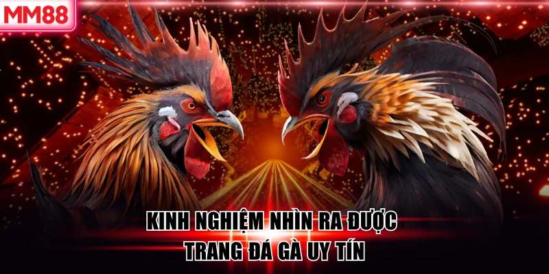 Kinh nghiệm nhìn ra được trang đá gà uy tín