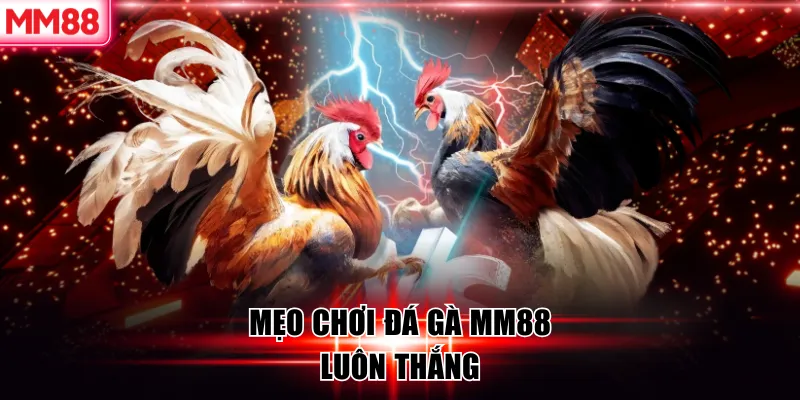 Đá Gà MM88 – Đấu Trường Cược Gà Trực Tuyến Đẳng Cấp Châu Á 8 Mẹo chơi đá gà MM88 luôn thắng